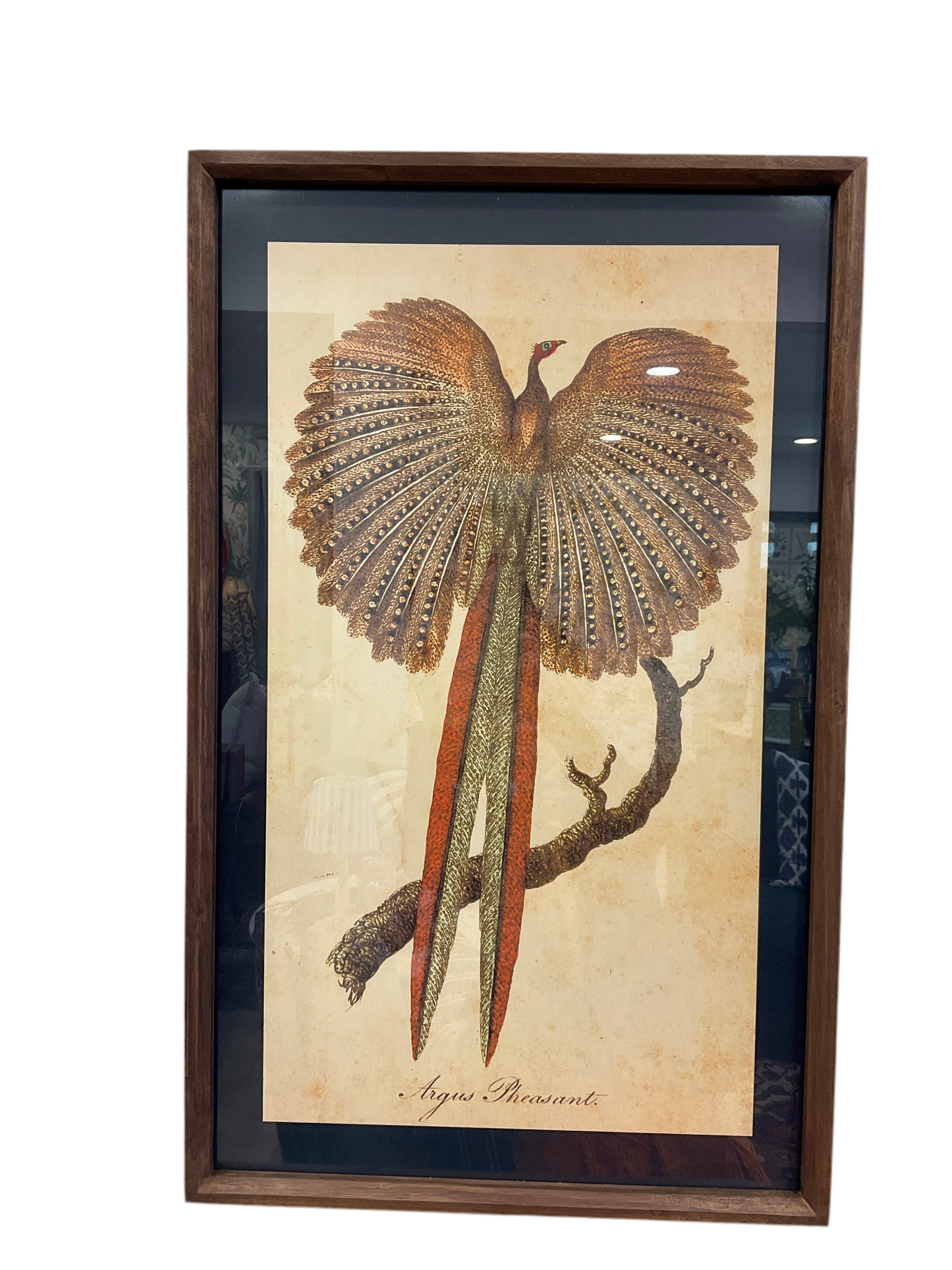 Pheasant  & lyre bird Art set