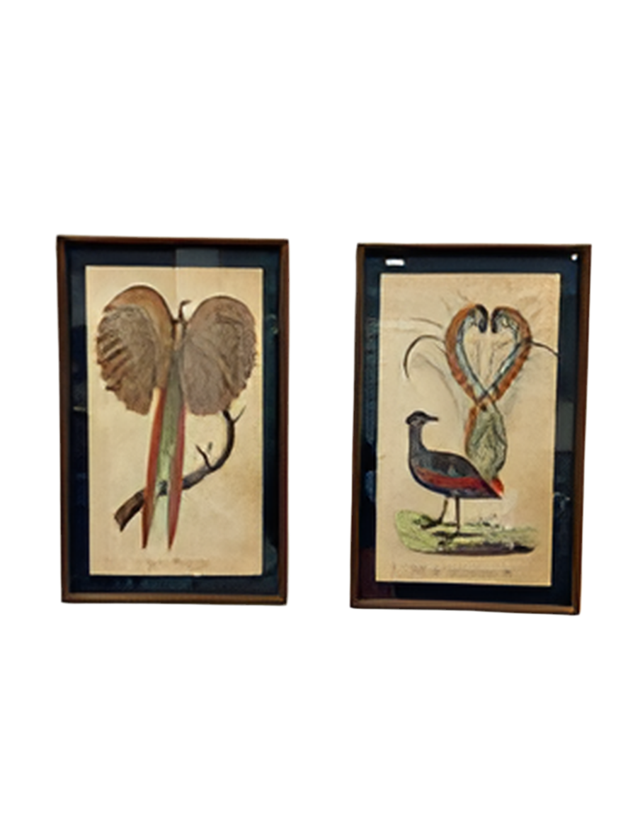Pheasant  & lyre bird Art set