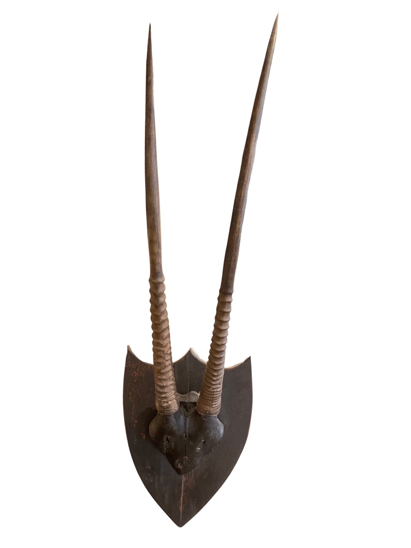 Antique Oryx Gazelle Antler Mount