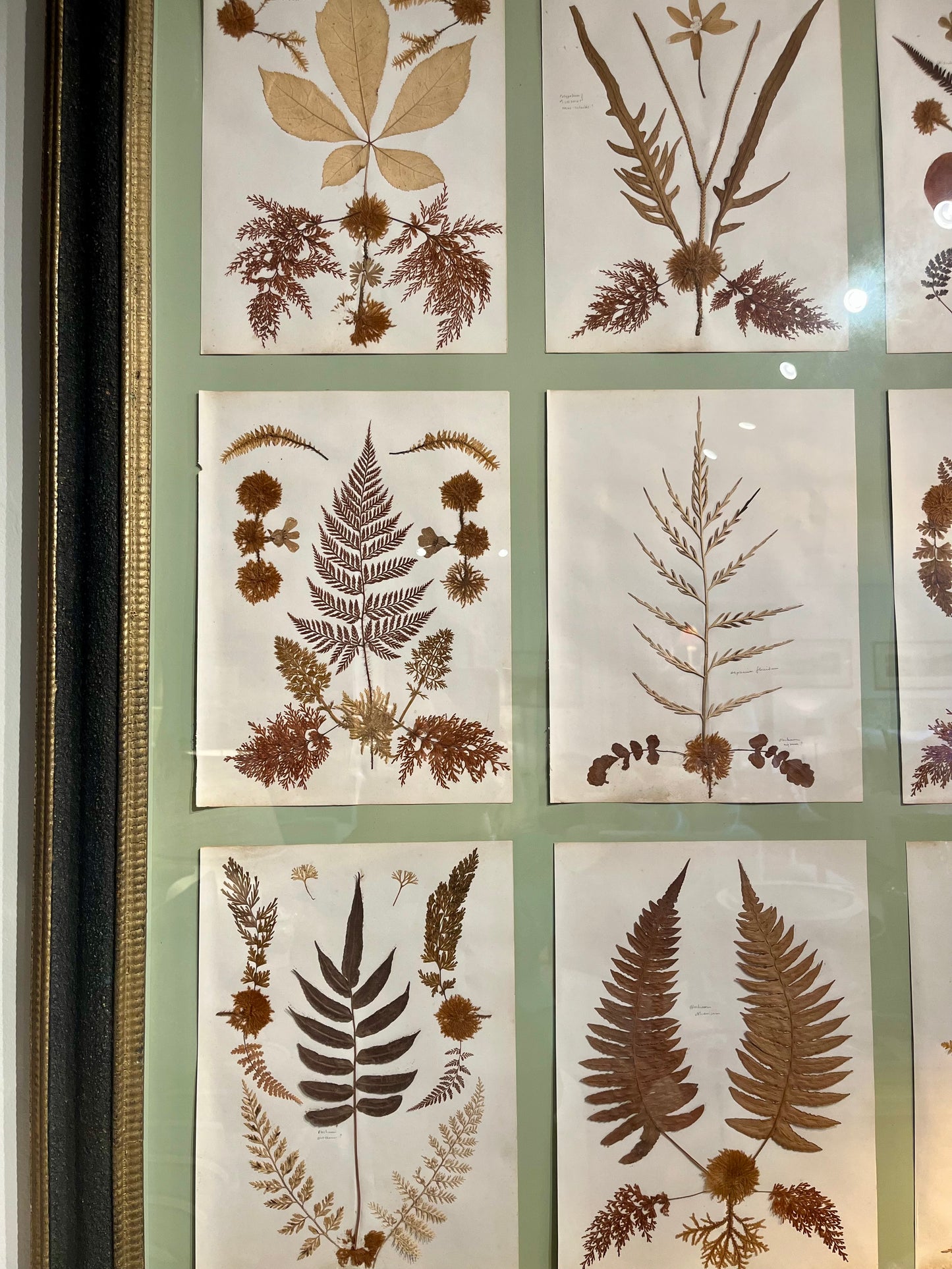 Antique Pressed Herbarium Botanicals