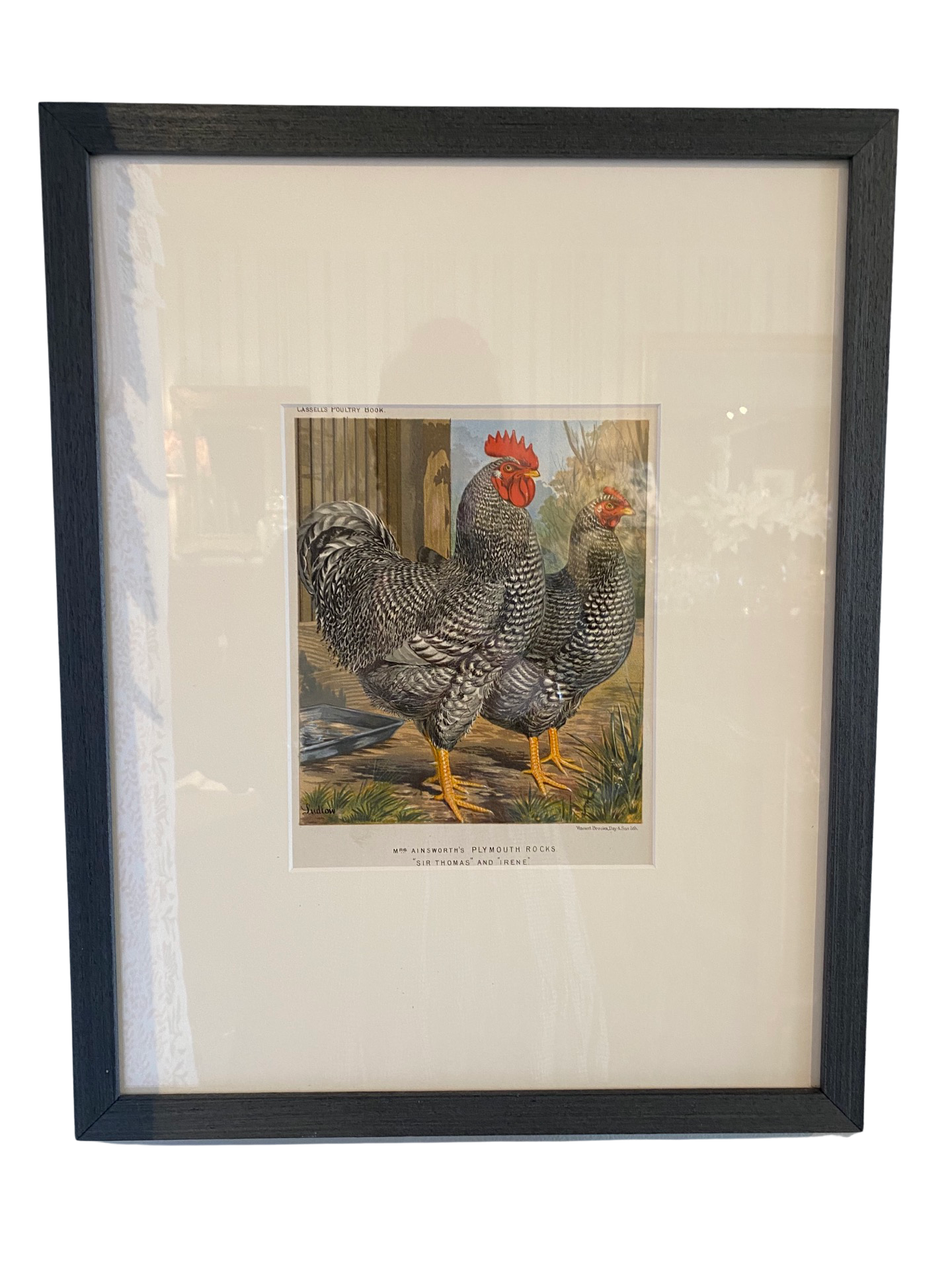 PAIR of Rooster Prints