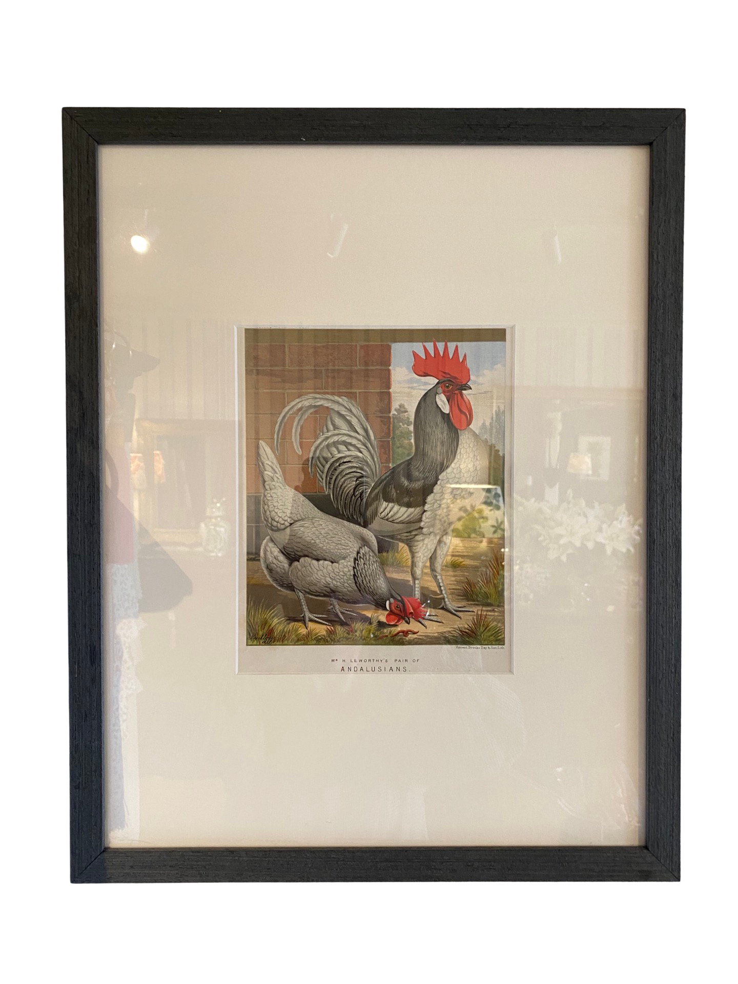 PAIR of Rooster Prints