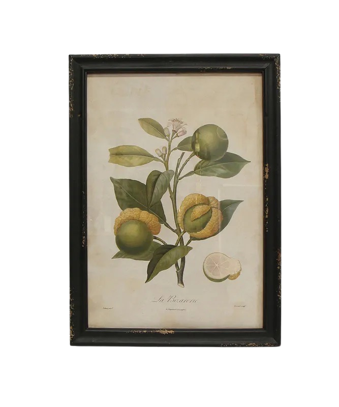 Set of 4 Botanical Fruit Prints