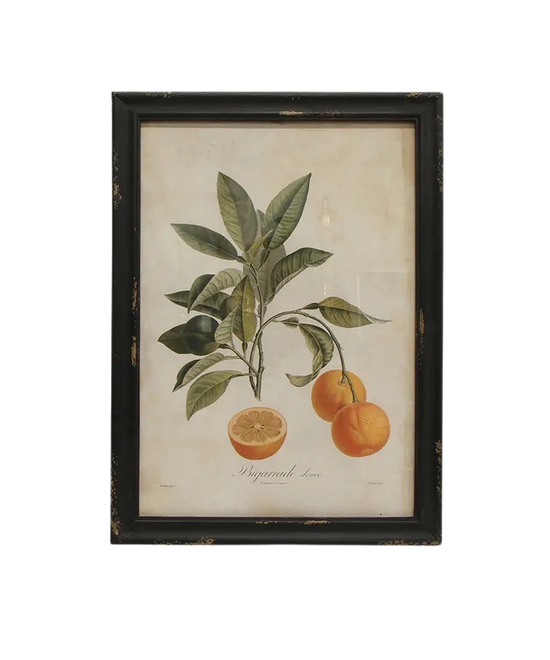 Set of 4 Botanical Fruit Prints