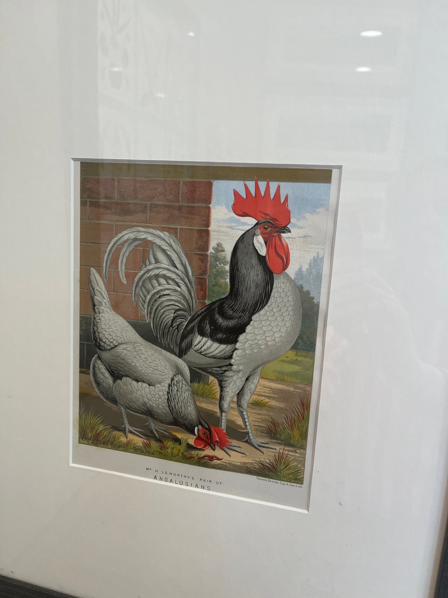 Pair of Rooster Prints