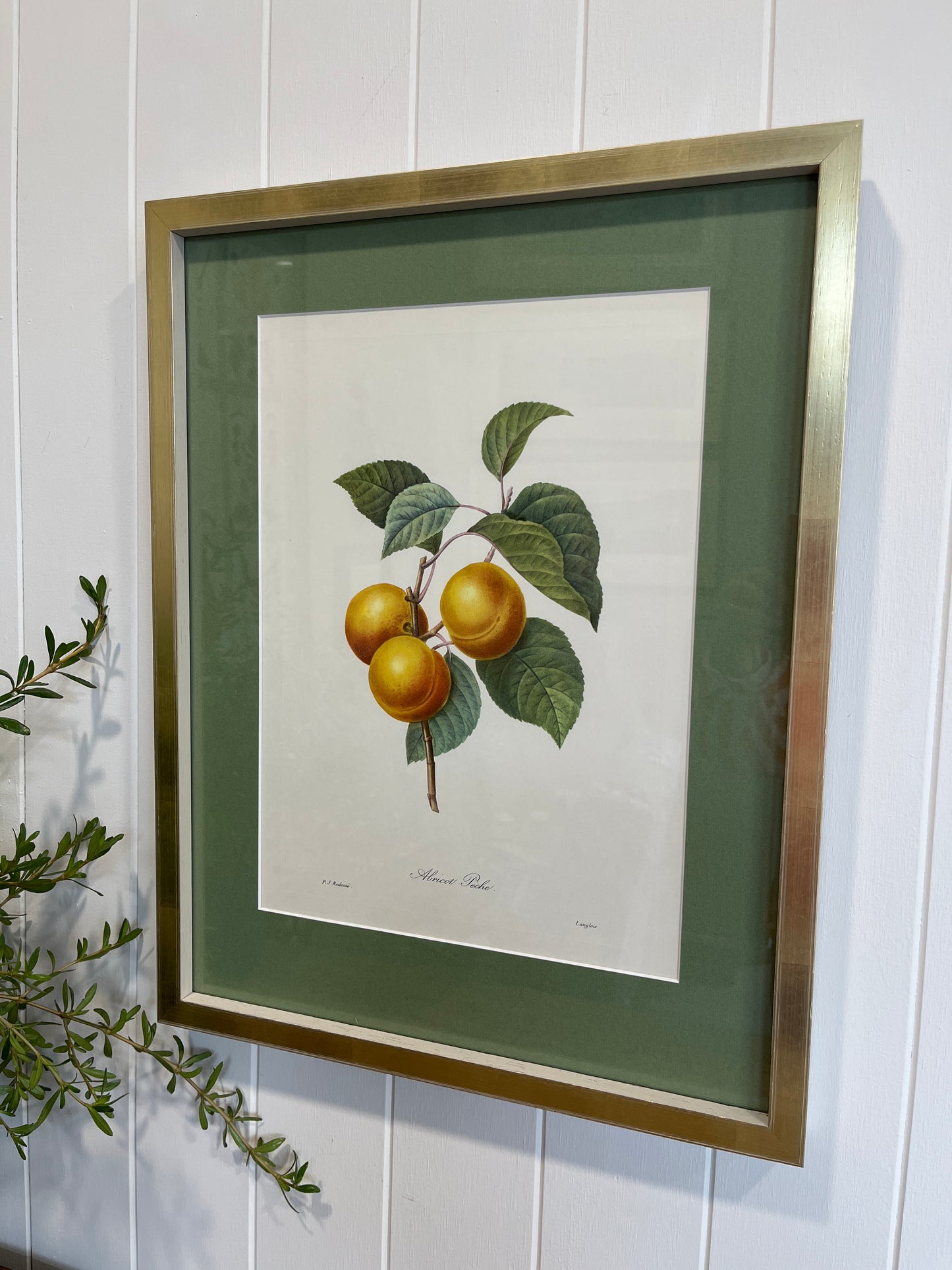 Pierre-Joseph Redoute Still Life Print- Apricot