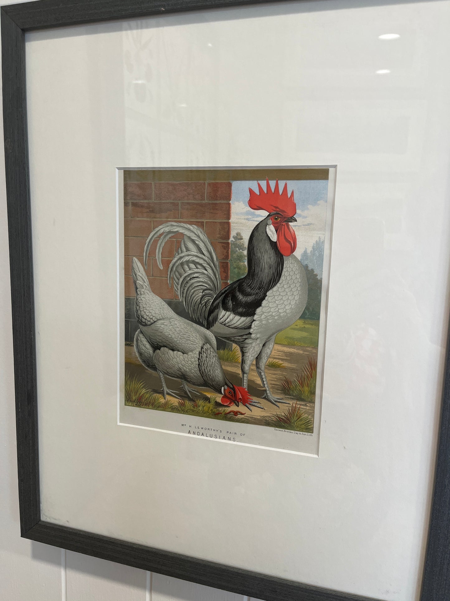 Pair of Rooster Prints