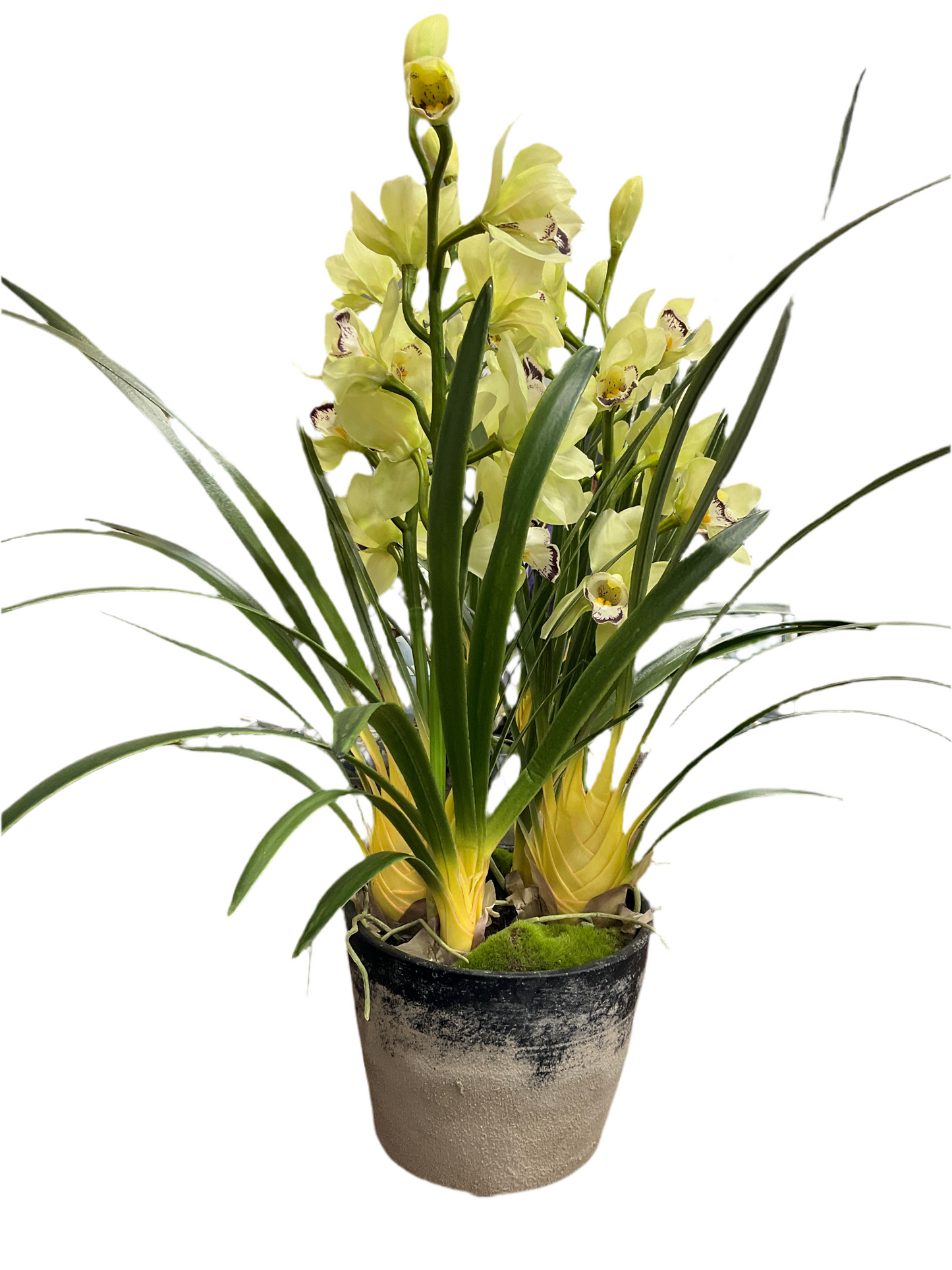 Potted Cymbidium