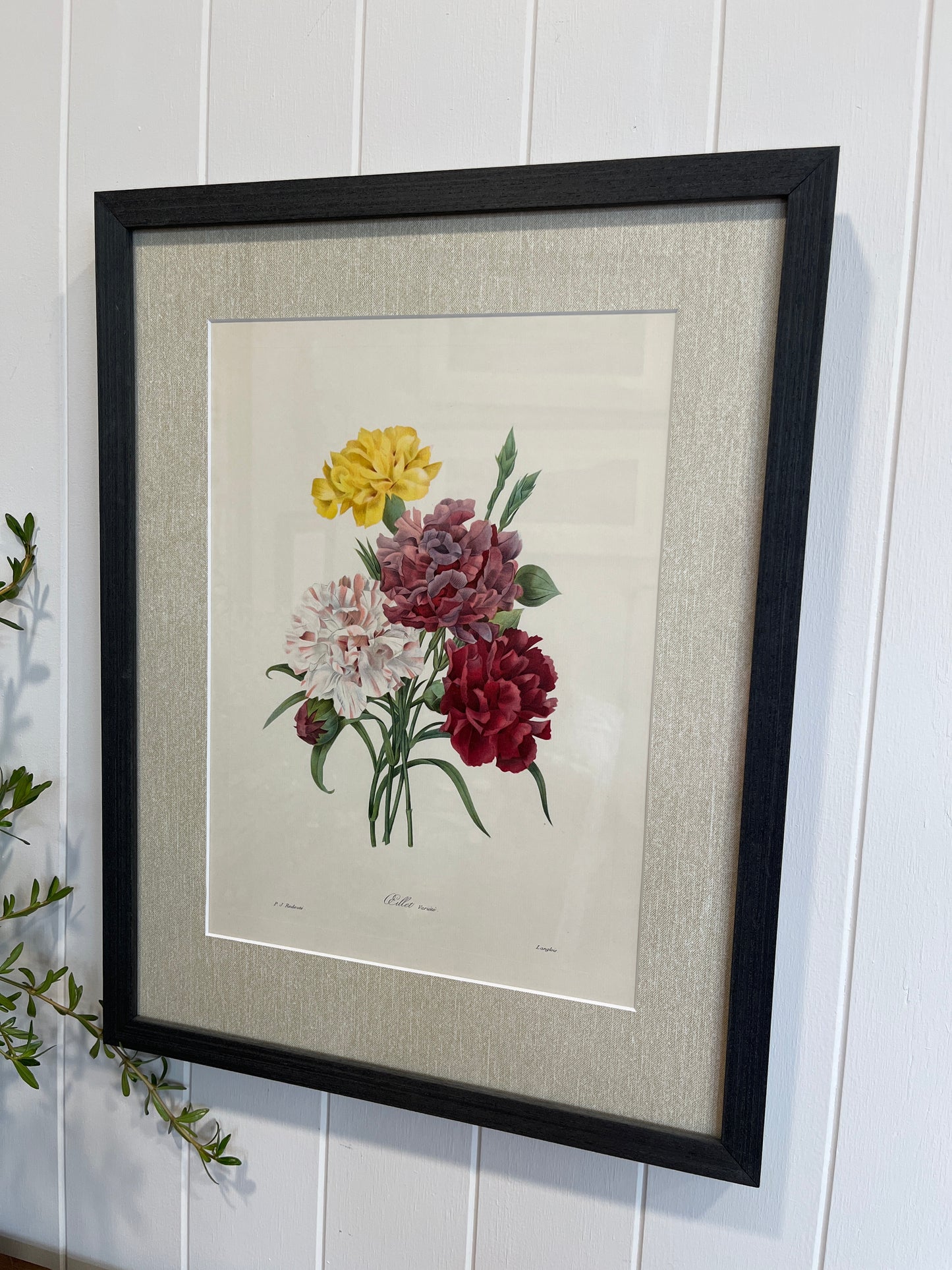 Pierre-Joseph Redoute Botanical Print - Carnation bouquet