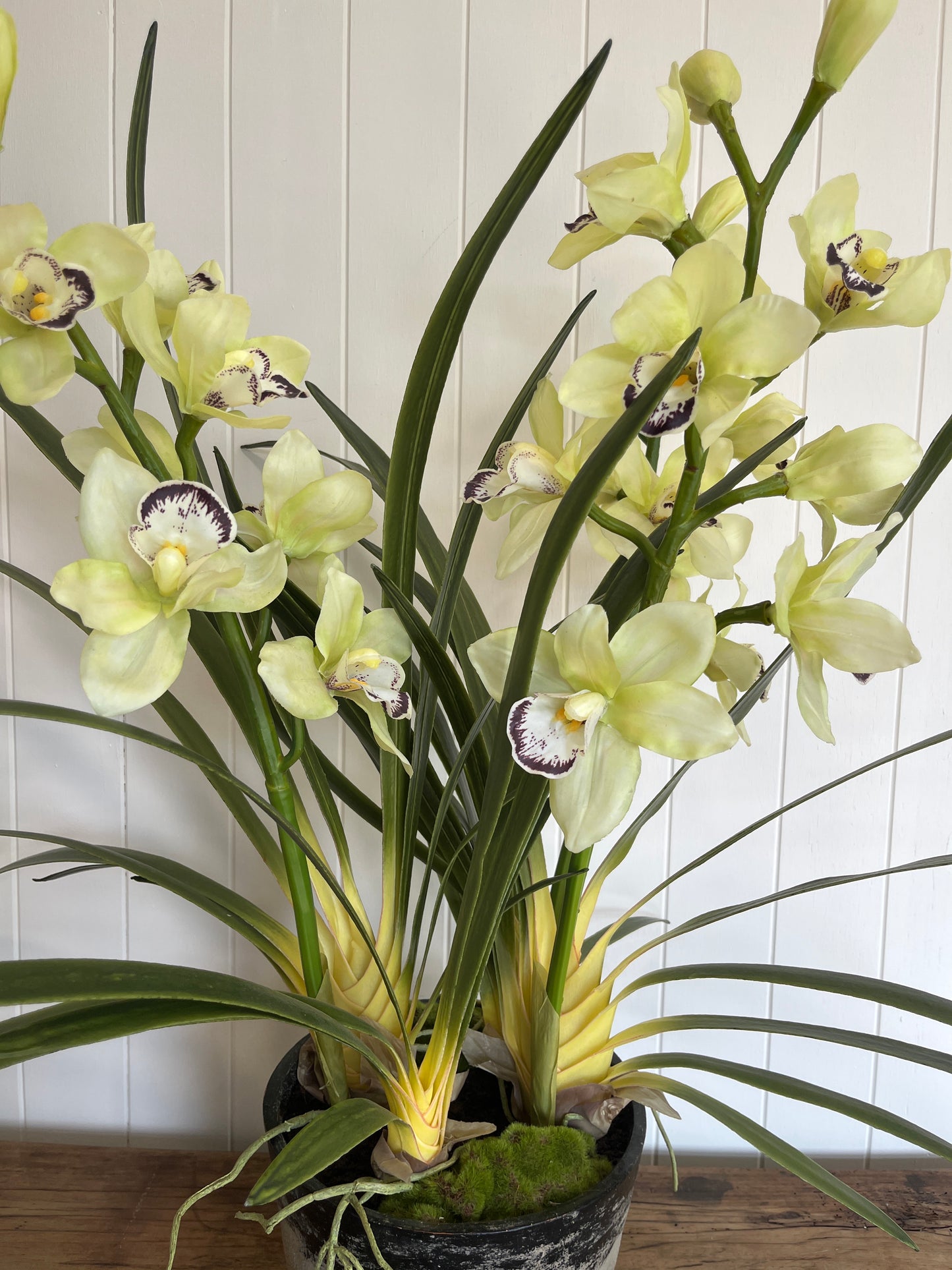 Potted Cymbidium