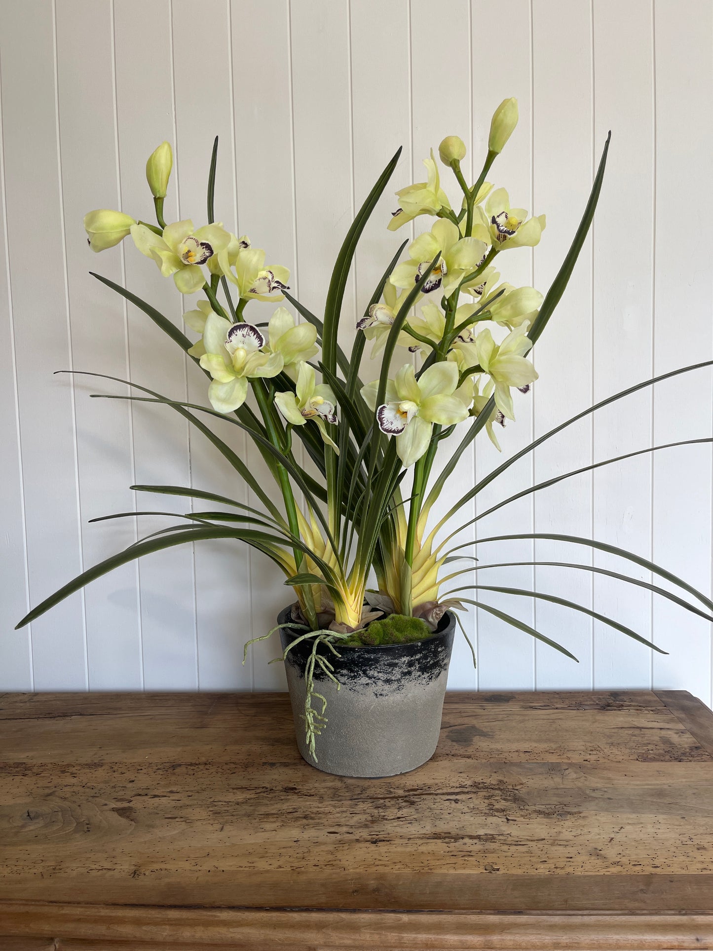 Potted Cymbidium