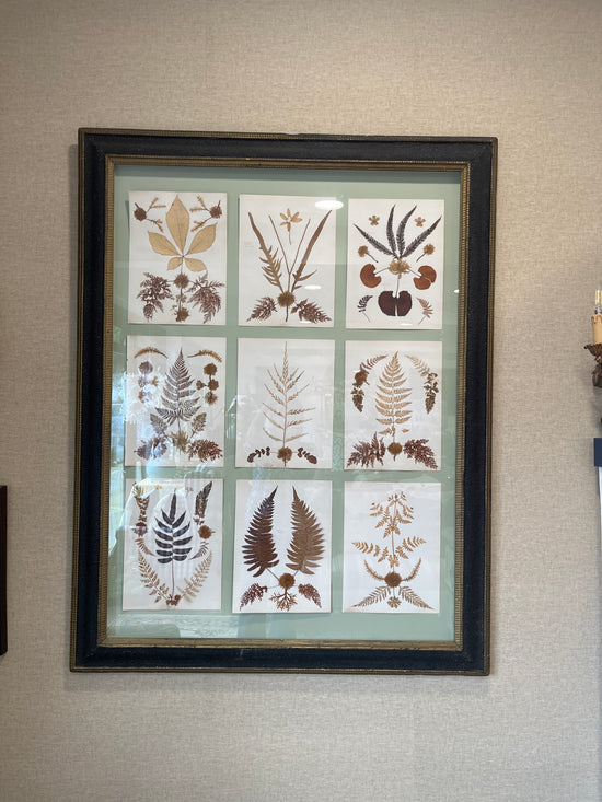 Antique Pressed Herbarium Botanicals