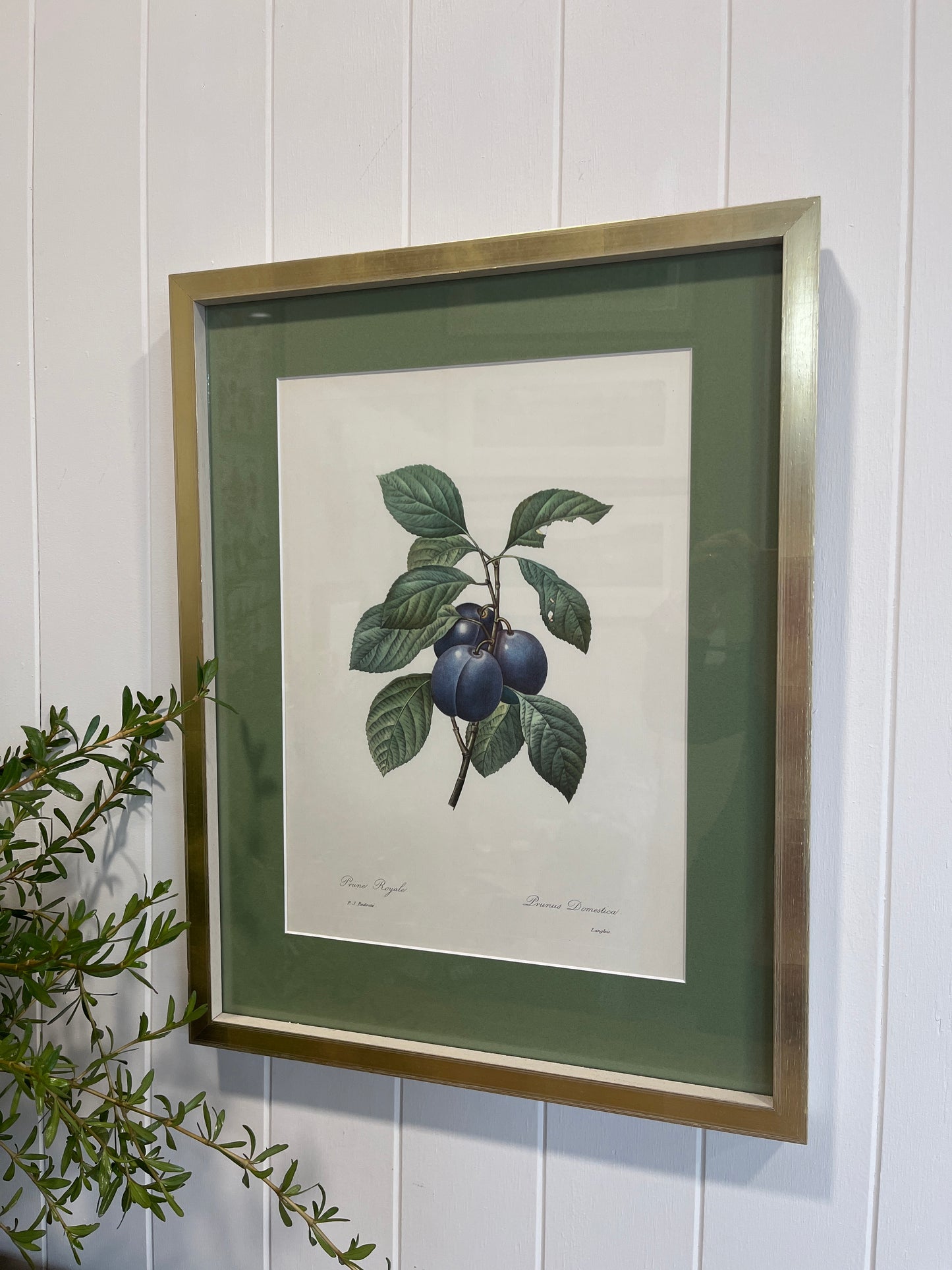 Pierre-Joseph Redoute Still Life Print- Plum