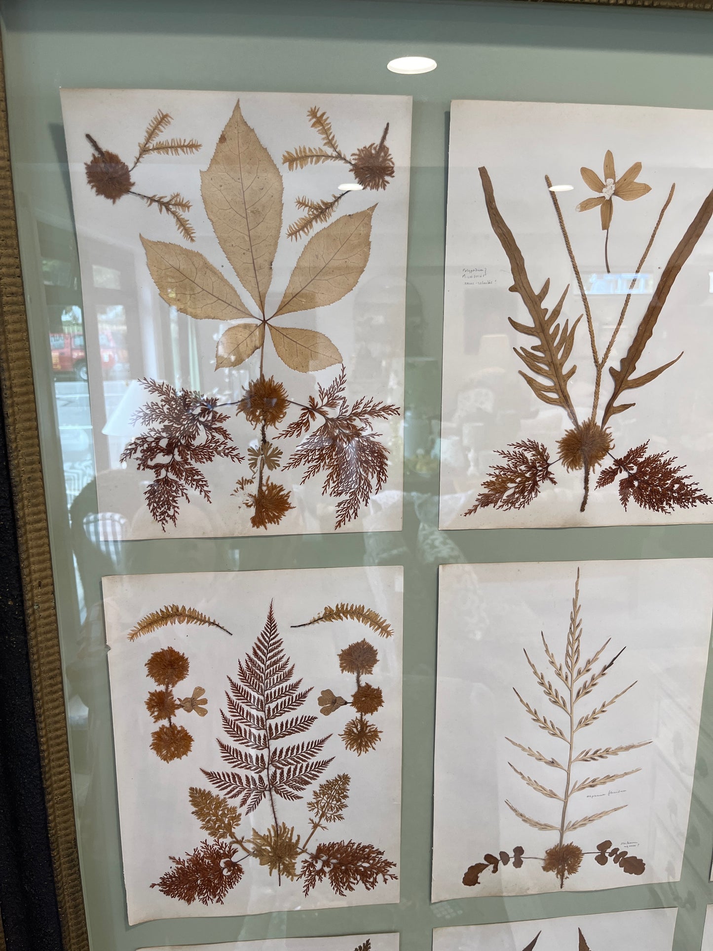 Antique Pressed Herbarium Botanicals