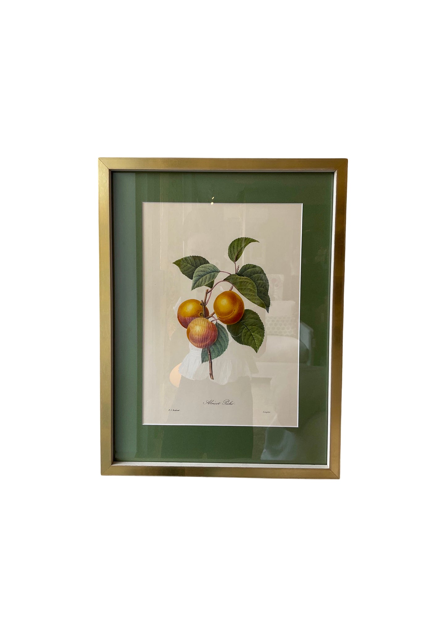 Pierre-Joseph Redoute Still Life Print- Apricot