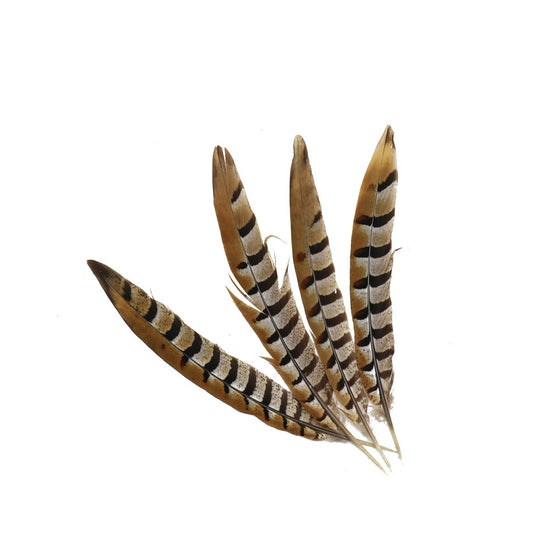 Pheasant Feather Small – Kit & Caboodle NZ